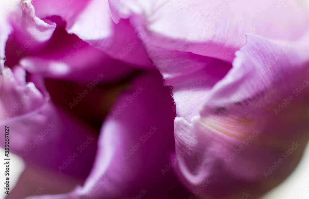 abstract background of a Pink Tulip shot macro