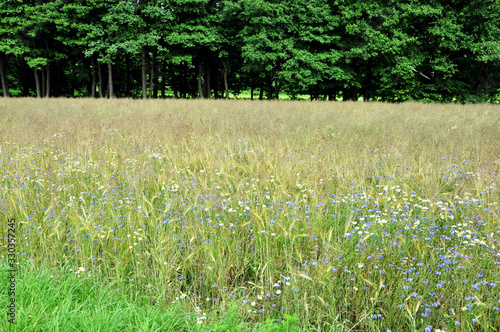 Fototapeta Naklejka Na Ścianę i Meble -  Flowery meadow