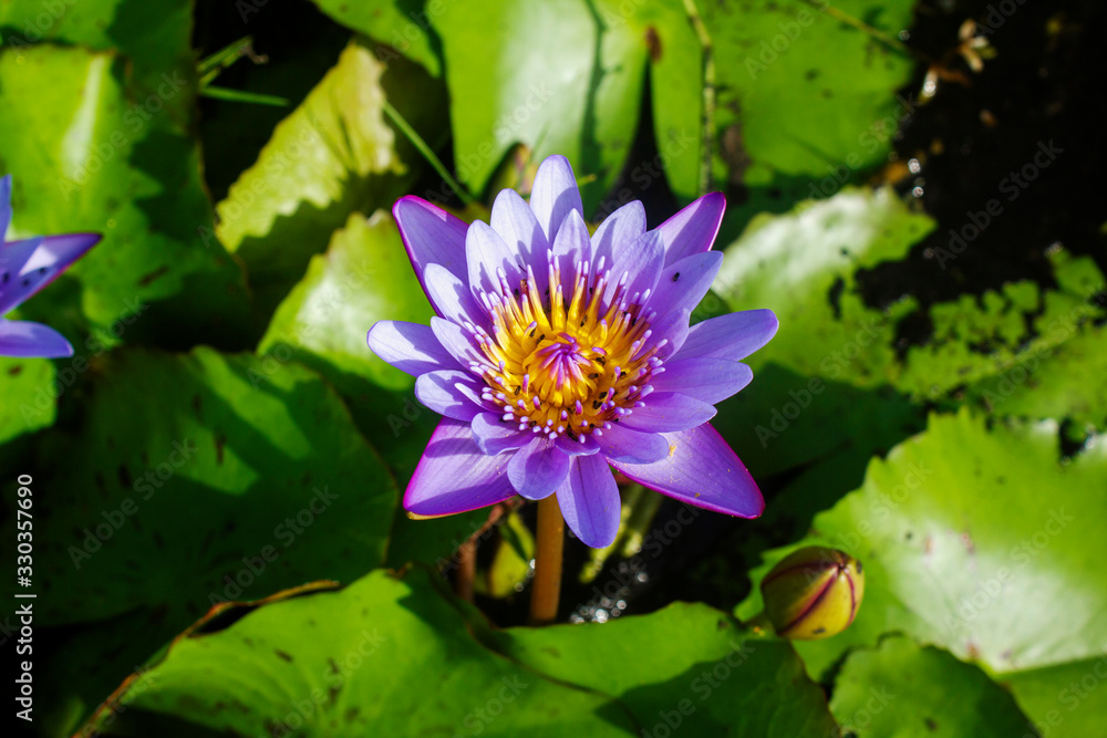 Lotus flower in a pond Lotus flower in a pond
