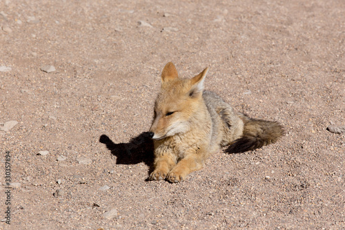 A wild fox in the desert photo