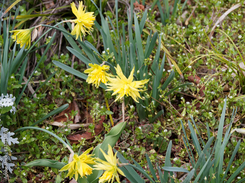 Narcissus 'Rip Van Winkle' | Narcisses jonquilles bas à fleurs ébouriffées, naines, doubles, aux pétales étroits, déchirées, jaune, sans couronne ni trompette originaire d'Irlande photo