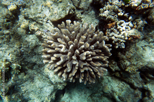 Picture of the coral reef