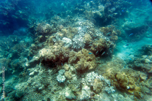 Picture of the coral reef