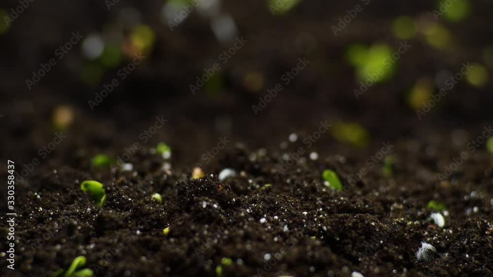 Spring Timelapse of Growing plant, Sprouts Germination Spring Timelapse of Growing plant, Sprouts Germination