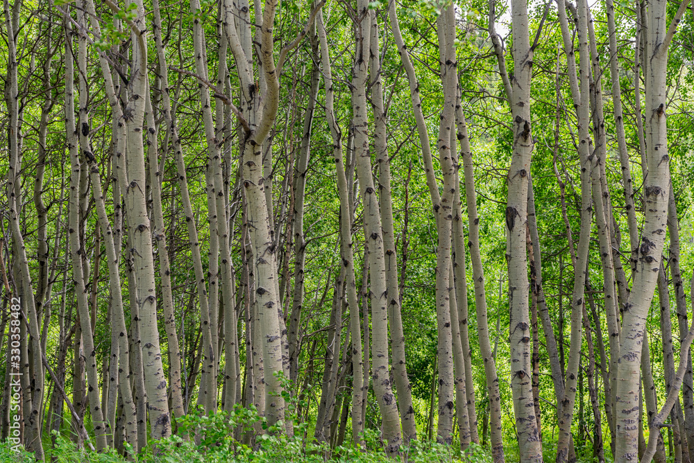 Birch Tree Grove Birch Tree Grove