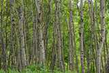 Birch Tree Grove