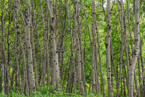 Fototapeta Naklejka Na Ścianę i Meble -  Birch Tree Grove