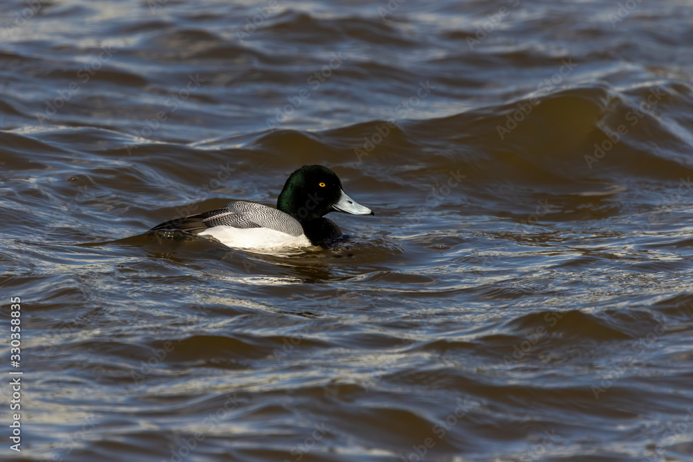 The greater scaup swimming on the lake Michigan. The greater scaup swimming on the lake Michigan.