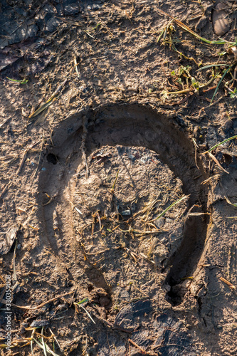 Footprint of a horseshoe on wet soft and muddy ground