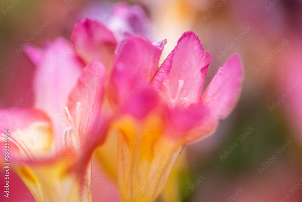 Beautiful and colorful bouquet of freesias in an interior space with high decorative value and showing in detail the set of its vegetal nature Beautiful and colorful bouquet of freesias in an interior space with high decorative value and showing in detail the set of its vegetal nature