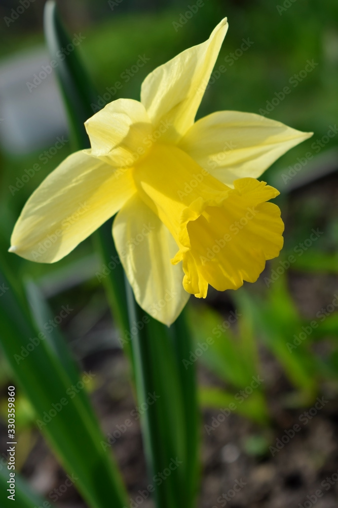 Yellow daffodil on a flower bed in the garden on a sunny day. Close-up Yellow daffodil on a flower bed in the garden on a sunny day. Close-up
