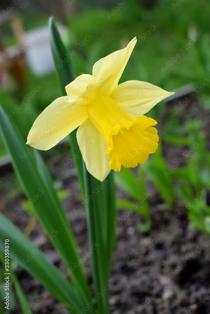 Yellow daffodil on a flower bed in the garden on a sunny day. Close-up Yellow daffodil on a flower bed in the garden on a sunny day. Close-up