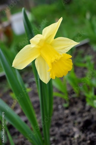 Yellow daffodil on a flower bed in the garden on a sunny day. Close-up