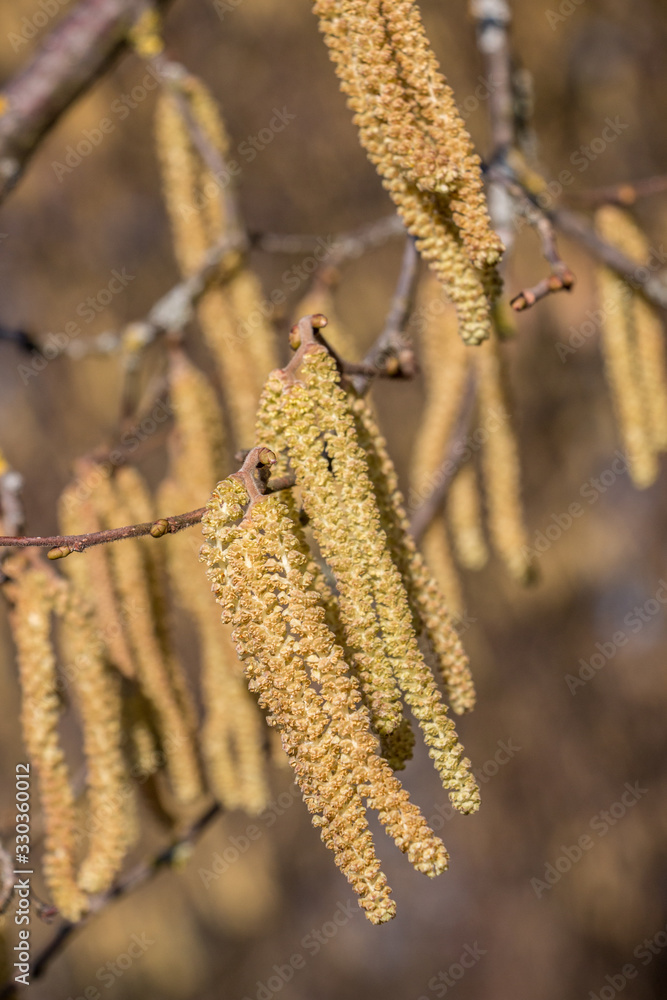Hazelnut tree with a lot of big yellow hazelnut pollen Hazelnut tree with a lot of big yellow hazelnut pollen