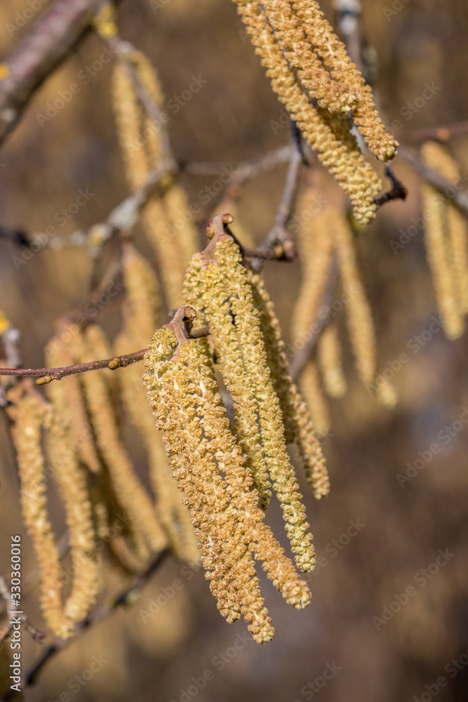 Hazelnut tree with a lot of big yellow hazelnut pollen Hazelnut tree with a lot of big yellow hazelnut pollen