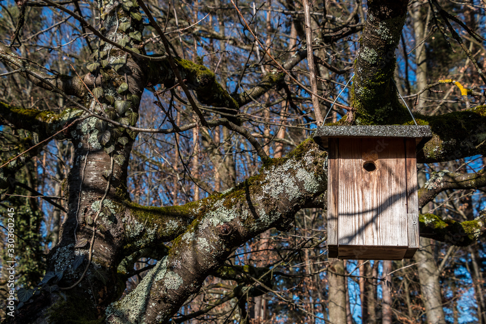 Little bird table on a big and old tree Little bird table on a big and old tree