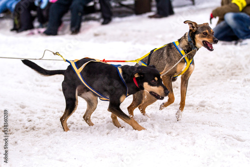 Sled Dog Racing