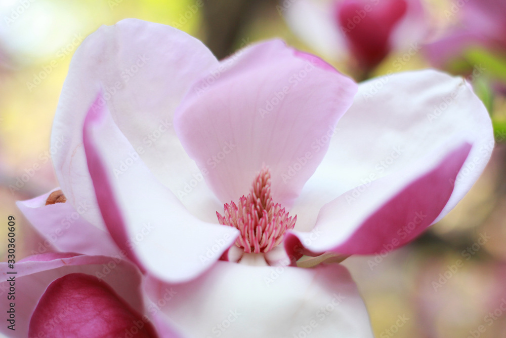 magnolia flower on a tree in a beautiful spring day bokeh background magnolia flower on a tree in a beautiful spring day bokeh background