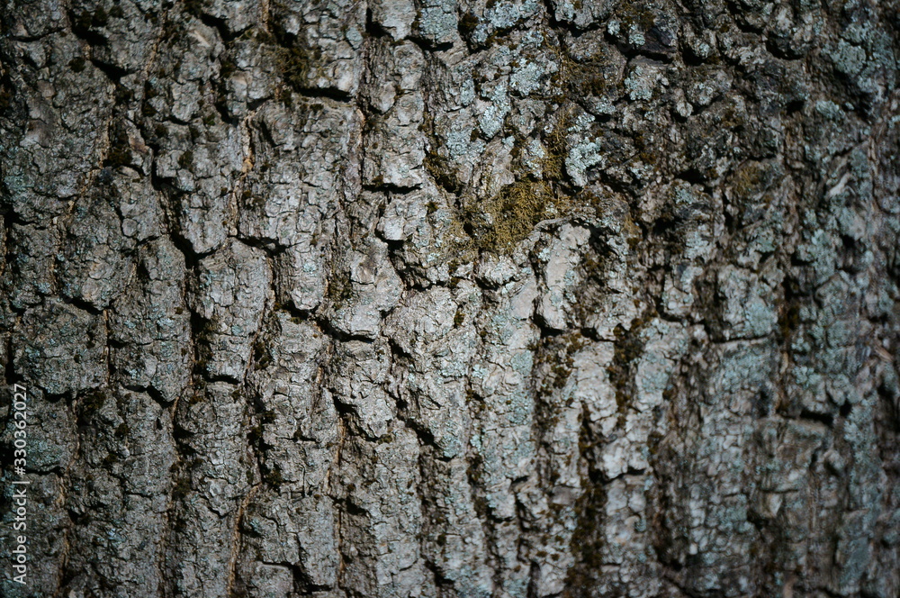 Obraz premium old tree bark