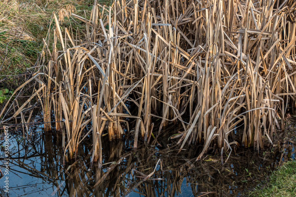 Marshland with smelling brackish water and a lot of reeds Marshland with smelling brackish water and a lot of reeds
