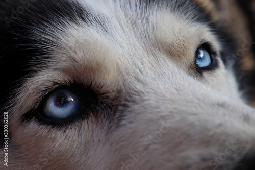 Siberian husky dog close-up. Portrait of a friendly breed of pets with an expressive and attentive look of a blue eyes.