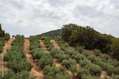 Andalusian landscape with yellow hills and green olive trees plantations