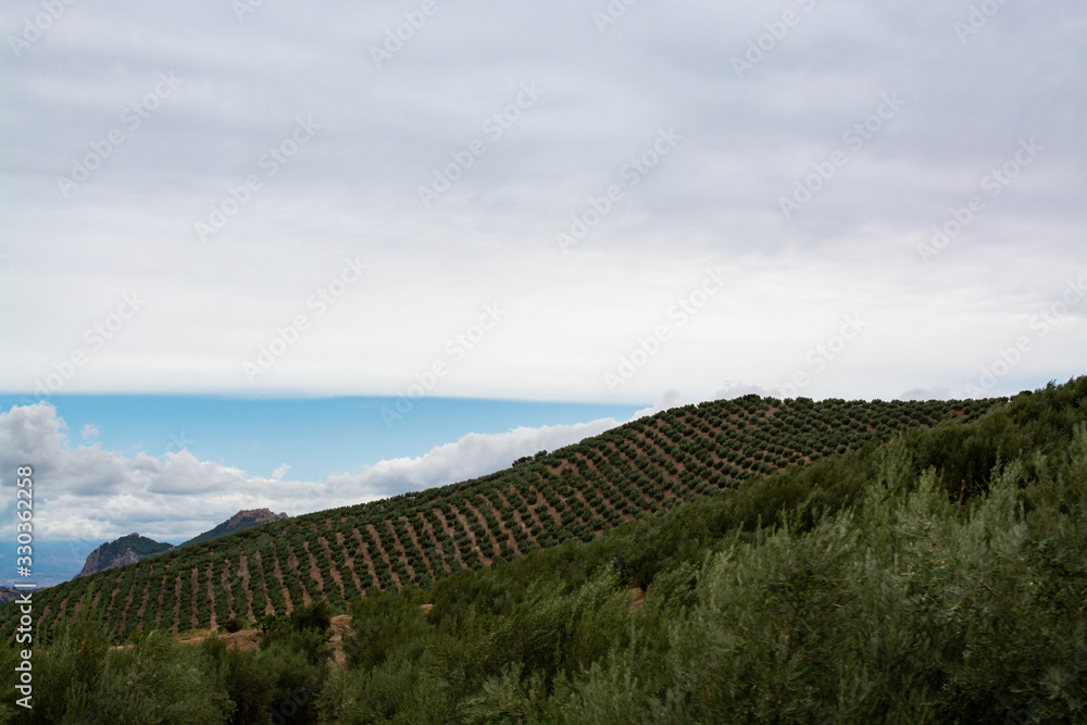 Andalusian landscape with yellow hills and green olive trees plantations