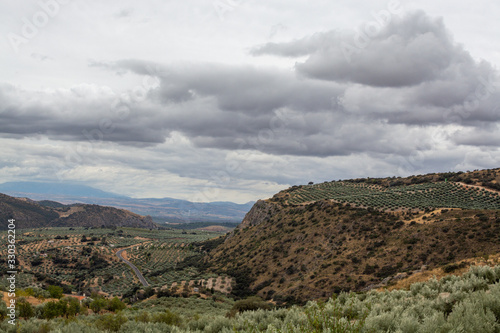 Fototapeta Naklejka Na Ścianę i Meble -  Andalusian landscape with yellow hills and green olive trees plantations