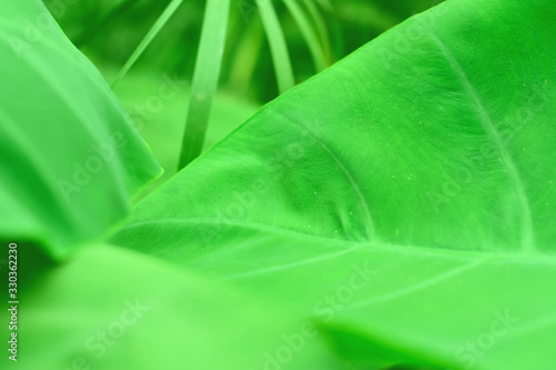 Nature view of green leaf. Elephant ear plant.