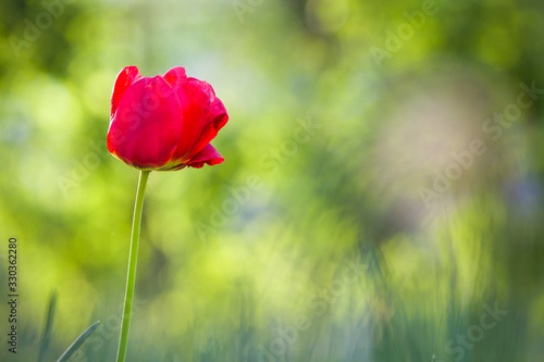 Bright pink red tulip flower blooming on high stem on blurred green copy space background. Beauty and harmony of nature concept.