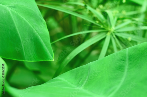 Nature view of green leaf. Elephant ear plant.