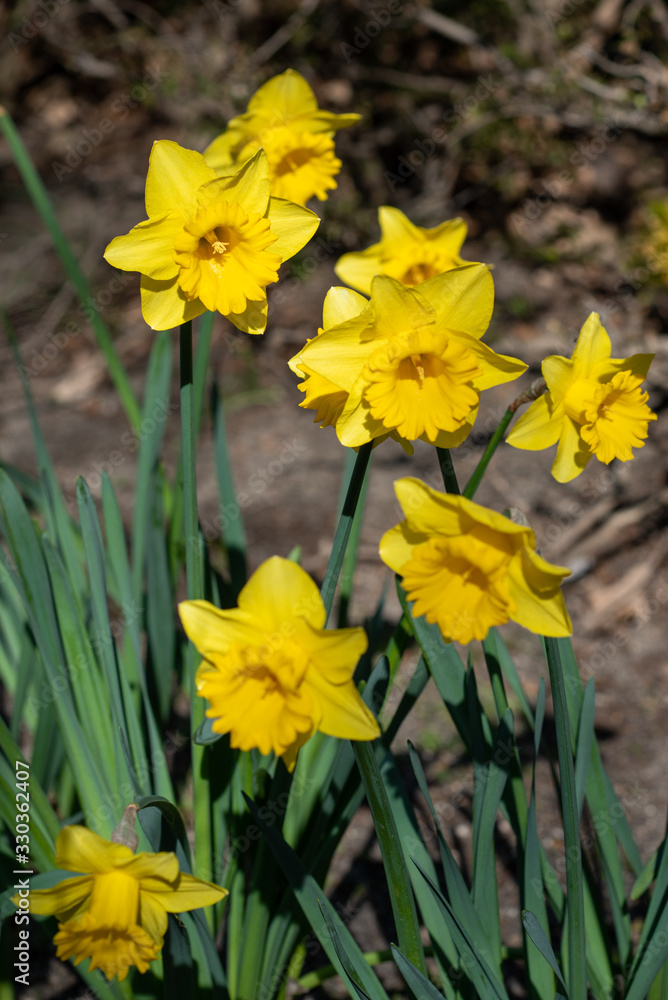 Obraz premium Flowers of malvern city narcissus
