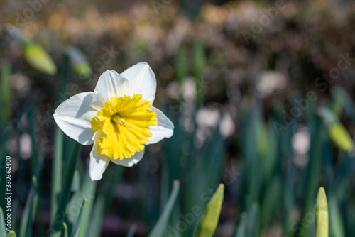 Flowers of ice follies narcissus photo