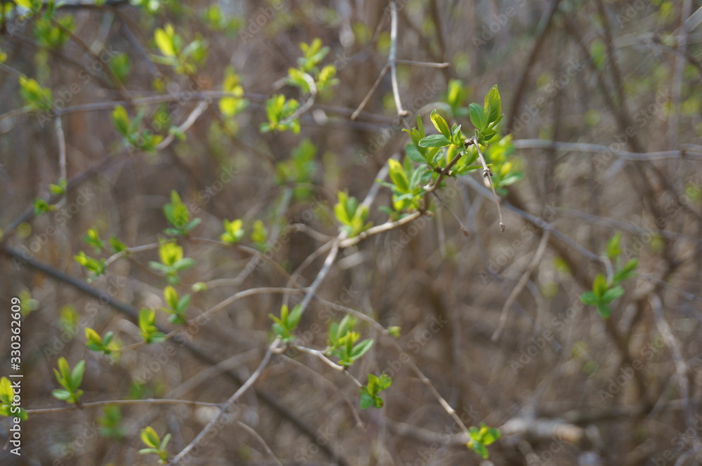 Fototapeta premium leaves of a tree in spring