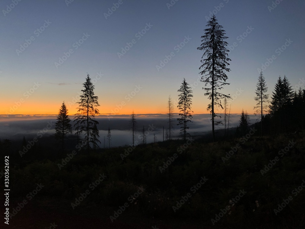 Fototapeta premium sunset in forest