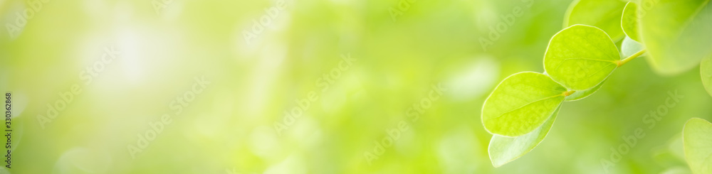 Fototapeta premium Zamknij się piękny widok natury zielony liść na niewyraźnym tle zieleni w świetle słonecznym z bokeh i skopiuj przestrzeń, używając jako tła krajobrazu roślin naturalnych, koncepcja okładki ekologii.
