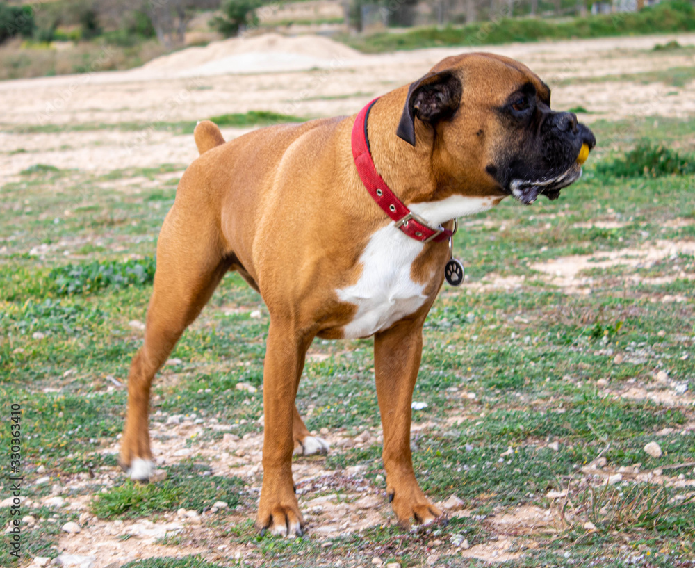 perro boxer con una pelota en la boca