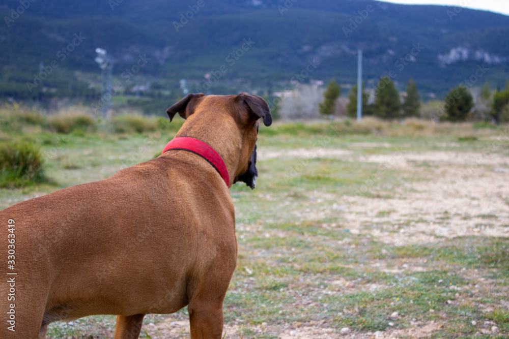 perro boxer mirando al horizonte