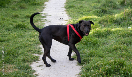perro negro con arnes rojo parado en mitad del camino de tierra