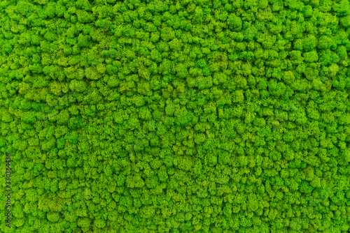  Green moss as a background grows in the interior of the office on the wall. Texture of angry moss on the wall.