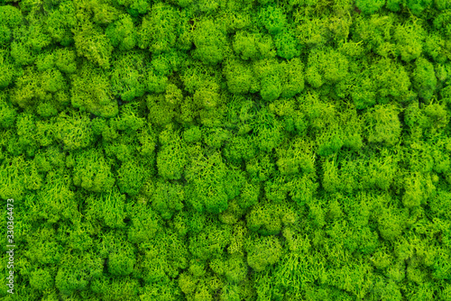 Fotografie Green moss as a background grows in the interior of the office on the wall