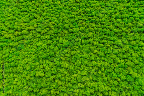 Photography Green moss as a background grows in the interior of the office on the wall