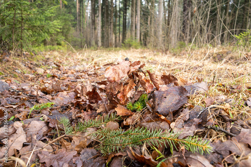 Wallpaper Mural forest in europe in early spring Torontodigital.ca