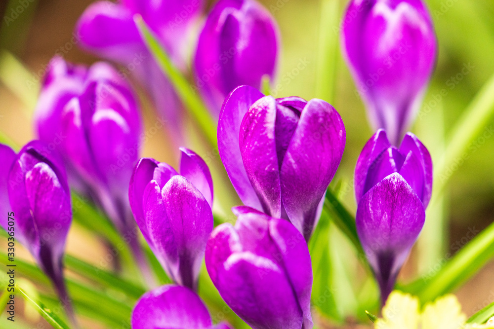Fototapeta premium Krokos violett