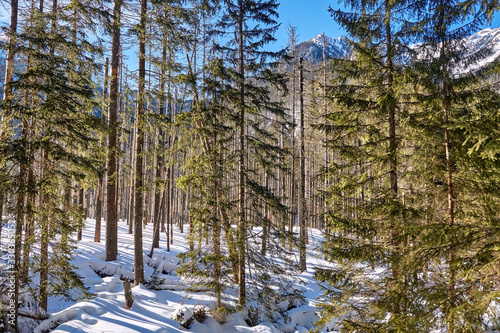 Forest in Koscieliska Valley in Tatra Mountains during winter, Poland