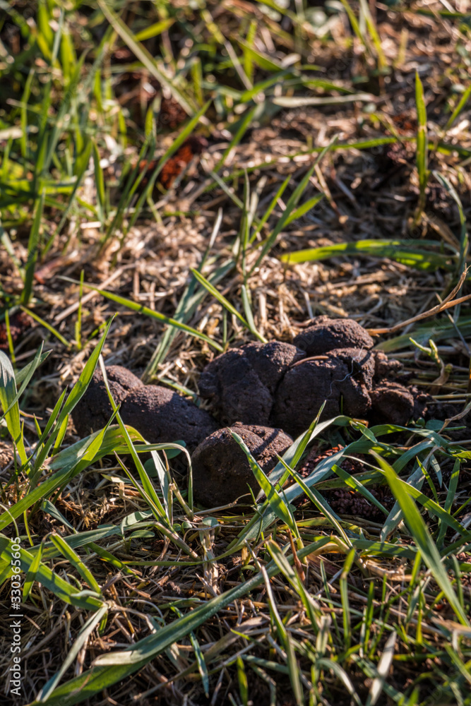 Dog poop left behind on the middle of the field Dog poop left behind on the middle of the field