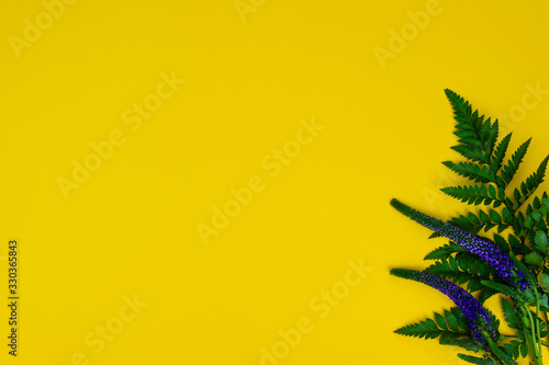 Green Asplenium leaf and Veronica flowers on the yellow background. Bio and organic concept.