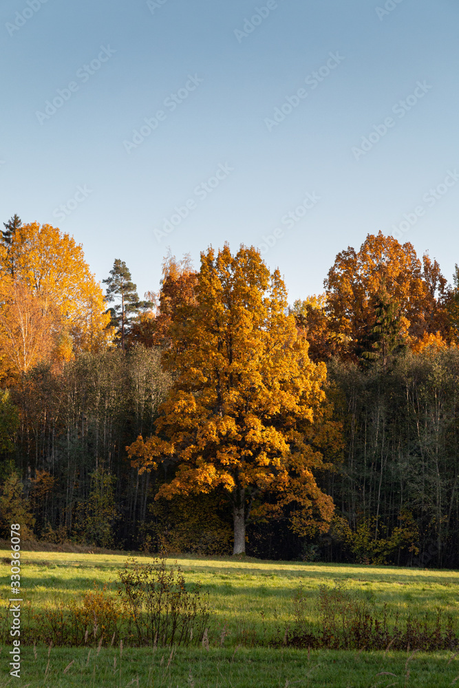 Fototapeta premium Autumn landscape with colorful forest.