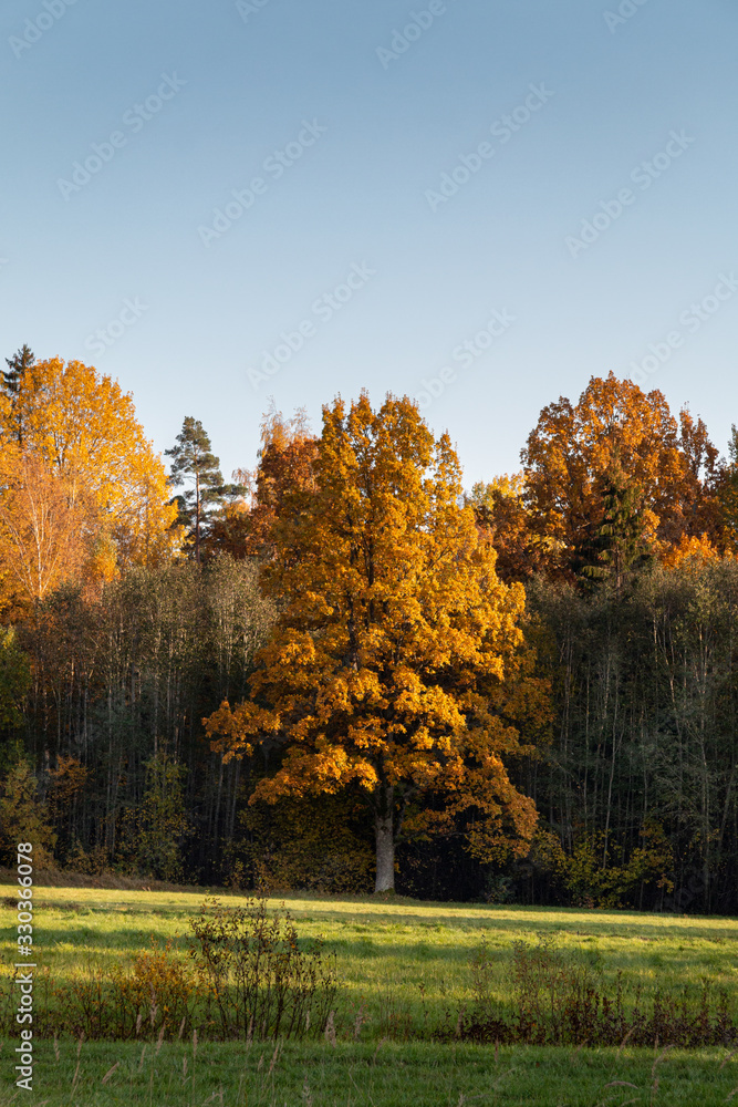 Autumn landscape with colorful forest.