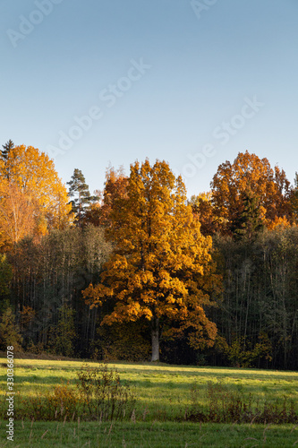 Autumn landscape with colorful forest.